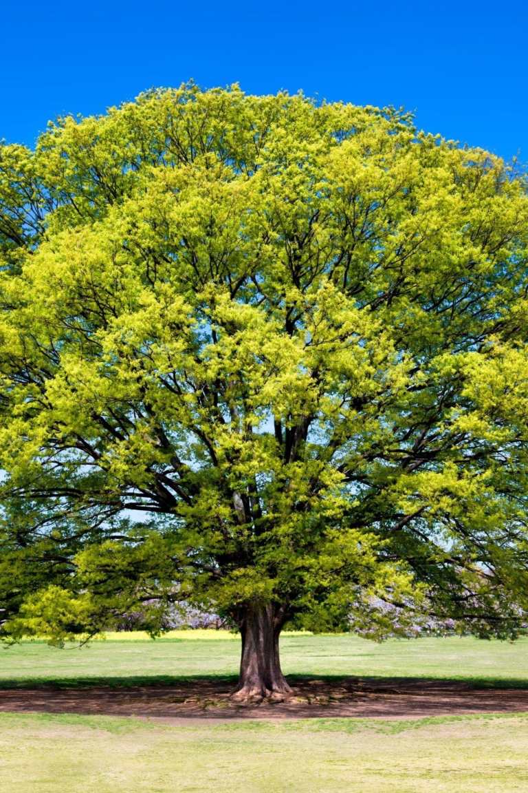 Reestablish American Elm Trees In Wisconsin, Your Help Requested ...